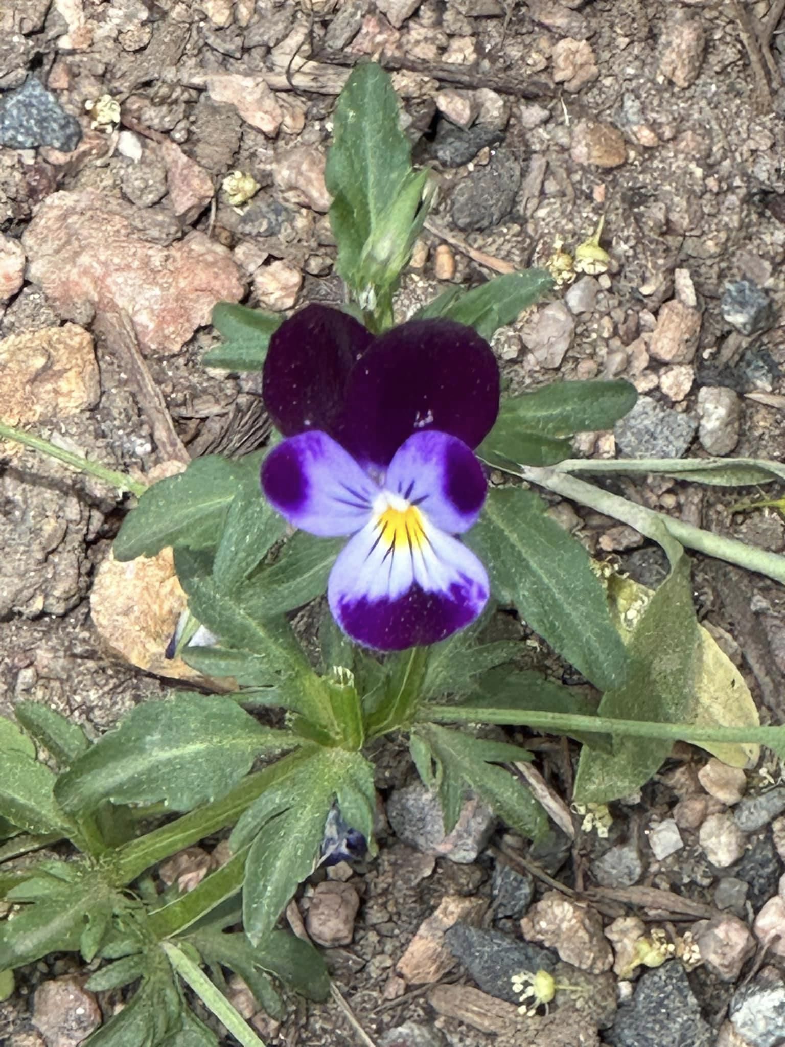 Pansy Flower